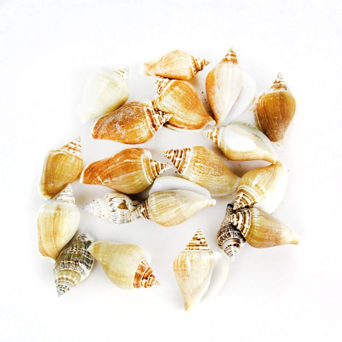 Creamy Brown Strombus Canarium Sea Shells