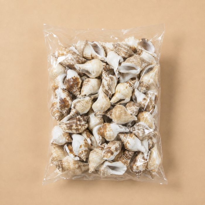 26.4 lbs Strombus Sea Shells 2" - 3", Pack of 6 Bags