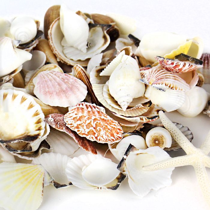 Assorted Mixed Beach Seashells