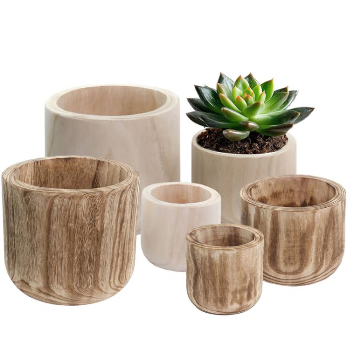 money tree plant feng shui Feng Shui Party Pack | Tropical Indoor Plants & Houseplants for Delivery main image 1