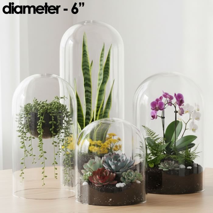 Glass Dome Cloche 