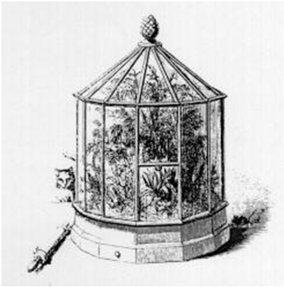 Plant Terrariums: The Rebirth of Wardian Cases