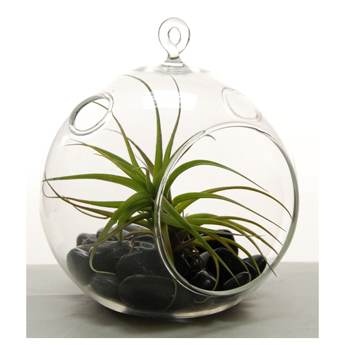 4 inch terrarium globe