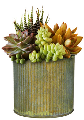 Succulents in tarnished zinc pot