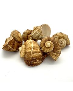 Rapana-Rapiformis-Sea-Shells-Vase-Filler-VFSS0102-03