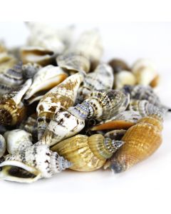 sea-shells-wholesale