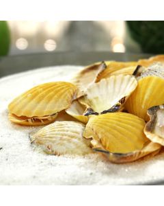 Fan Clam Orange Sea Shells