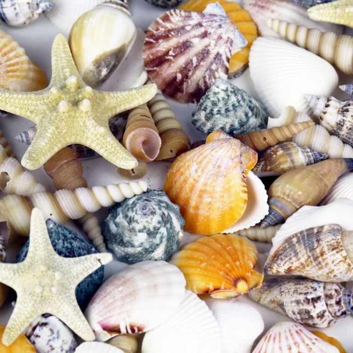Fancy Sea Shell Set 3 Unique Sea Shells a Sputnik Sea Urchin and a Knobby Starfish Complete The Set Beach House Decor 