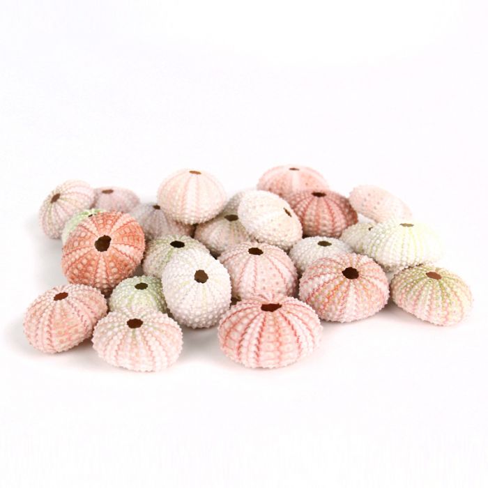 These sea urchin shells are great for stringing along to create beautiful tree ornaments!